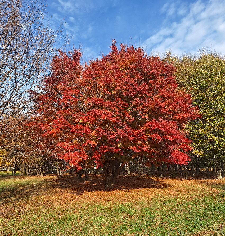Green leaf Japanese Maple