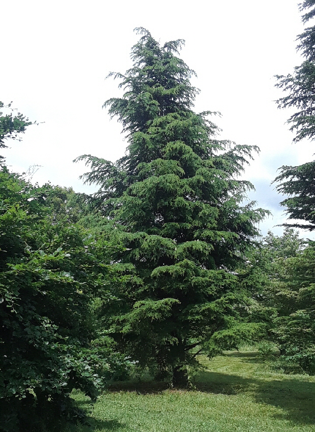 cedar with cones