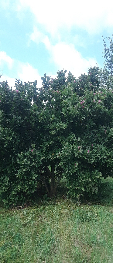 deciduous magnolia 1