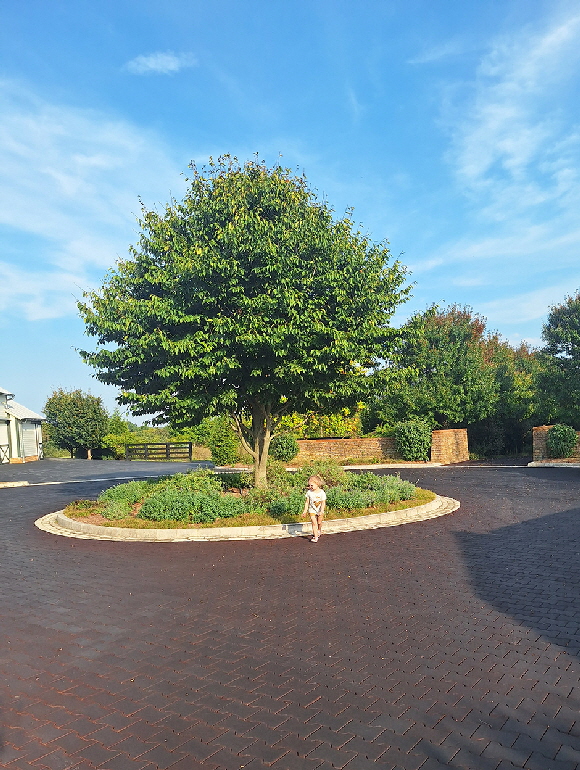 Single tree