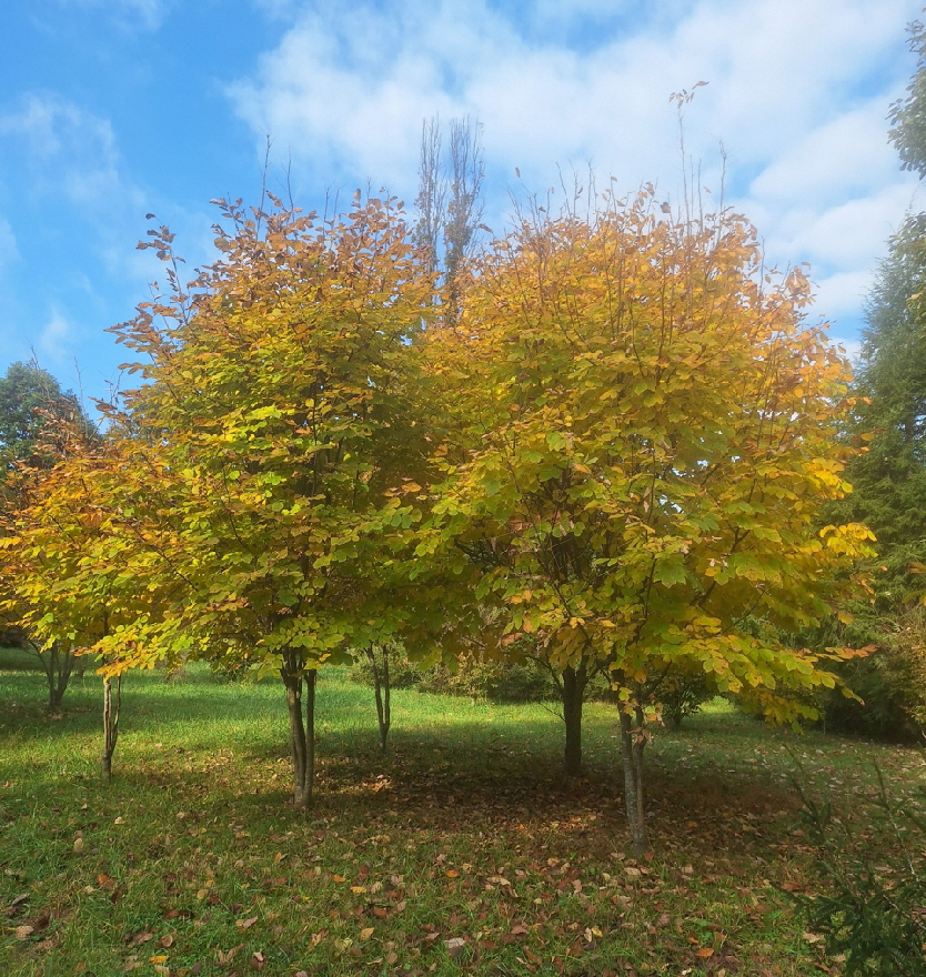 yellow woods1