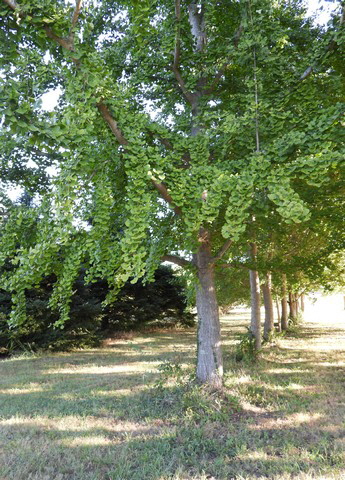 GinkoDSCN2939 GinkoDSCN2939